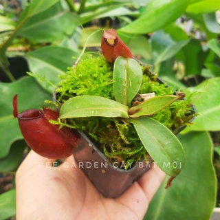 Cây bắt mồi, cây nắp ấm Jerry 75