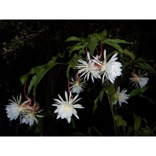 cây giống hoa quỳnh