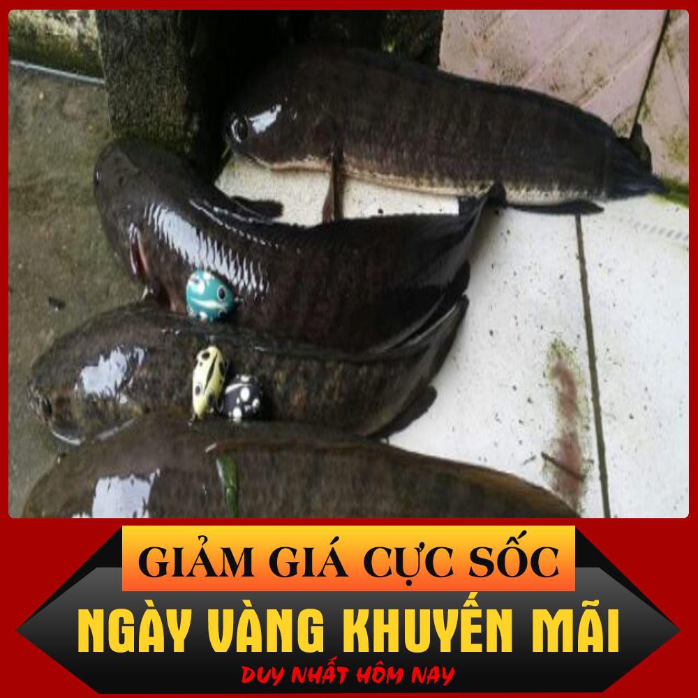 [Siêu Sốc] HD Rat mồi giả Thái Lan câu cá lóc hiệu quả.