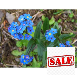 Hạt giống hoa lưu ly xanh 50 hạt sale