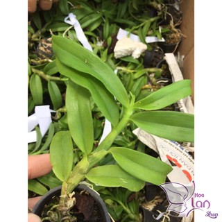 Hoa lan trầm tím giống hoa thơm
