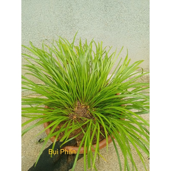 4 bầu cây thắng cố - cỏ thơm