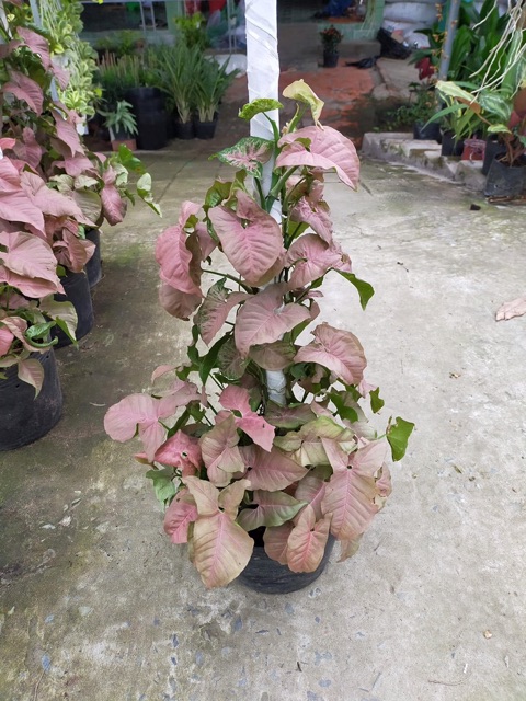 Trầu bà hồng - Syngonium pink