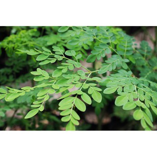 Hạt giống Cây Chùm Ngây