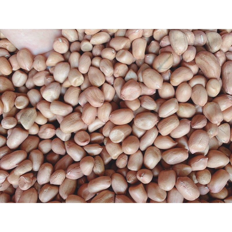 500g Hạt đậu phộng/hạt lạc giống thuần Đăk lăk