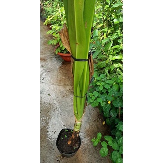 cây đại tướng quân lấy lá làm thuốc hoặc trồng kiểng (Náng hoa trắng Chuối nước, Náng, Tỏi lơi ,  Crinum asiaticum L.)