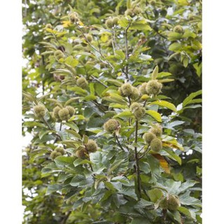 CÂY GIỐNG CÂY HẠT DẺ TRÙNG KHÁNH ,LOẠI HẠT TO, SIÊU QUẢ,SIÊU HẠT, SIÊU KINH TẾ, CAM KẾT GIỐNG CHUẨN F1