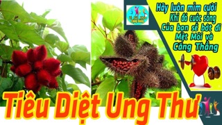 hạt điều màu 500g