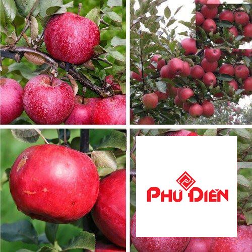 hạt giống táo lùn đỏ quả ngọt gói 20 hạt TRỢ GIÁ