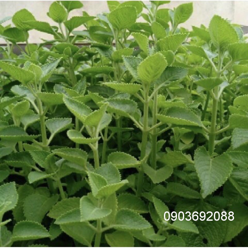 Lá Tần Dày Lá, Lá Húng Chanh Tươi 500gram/ 1kg - Ship hỏa tốc HCM