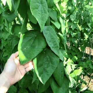 HẠT GIỐNG CÂY SƯƠNG SÂM
