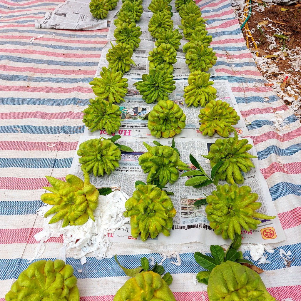 Quả Phật thủ bày ban thờ ngày lễ tết (sẵn hàng) | BigBuy360 - bigbuy360.vn