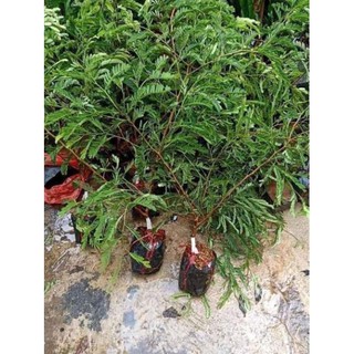 Cây giống me thái ngọt + Tặng 01 cây dâu da đất( bòn bon)