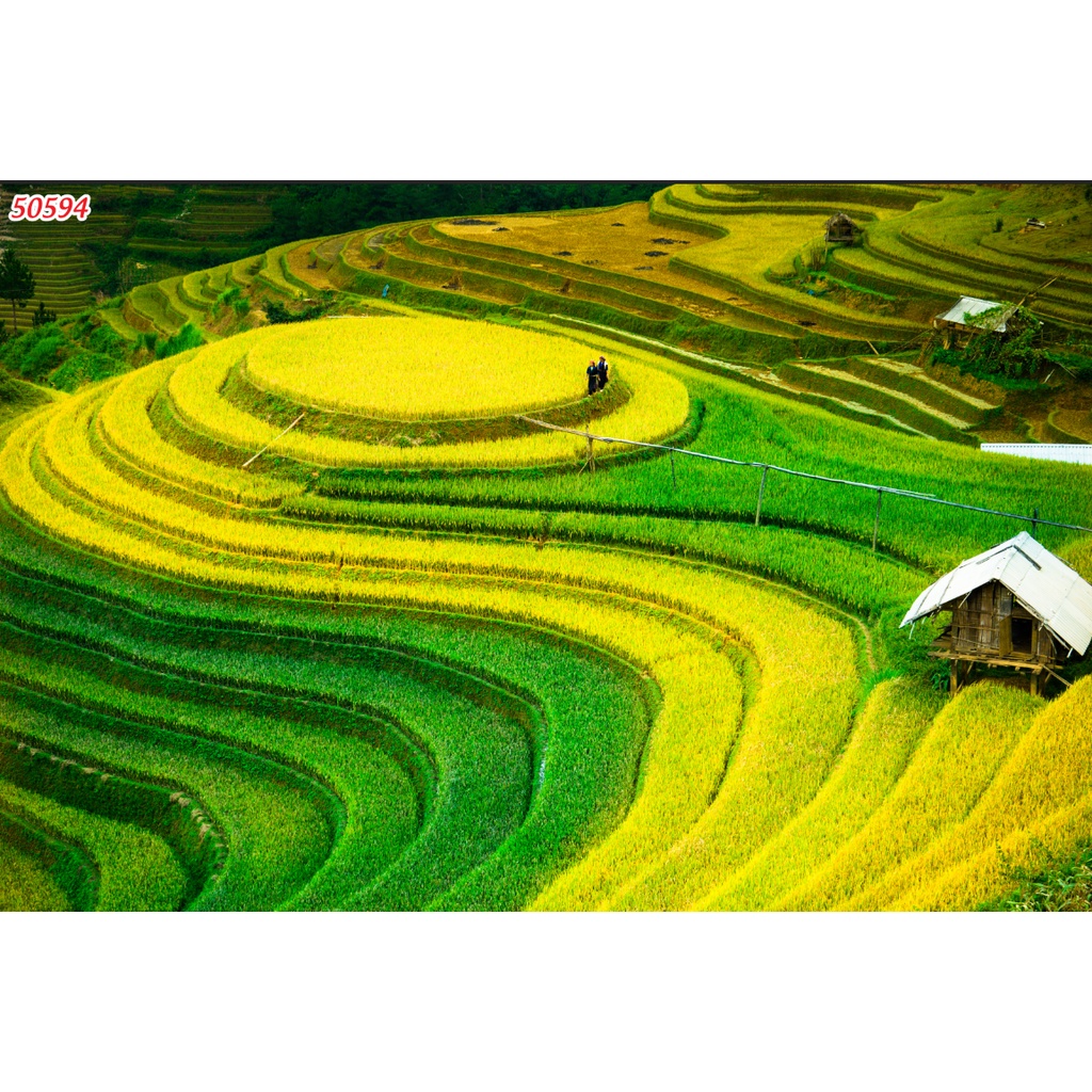 Tranh Dán Tường 3D Đồng Quê Non Xanh Nước Biếc, ruộng bậc thang Mù Cang chải