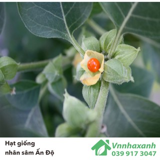 Hạt Giống Nhân Sâm - Ấn Độ Ashwagandha (Withania somnifera)