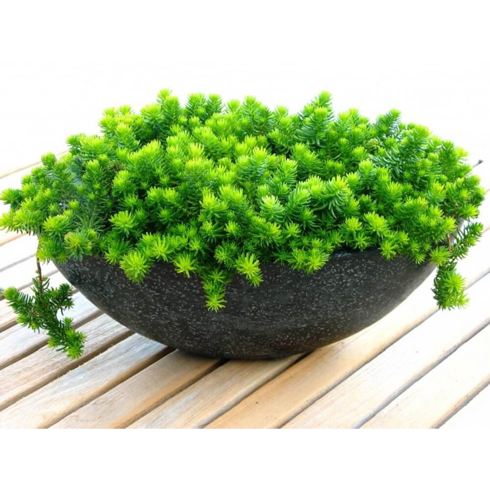 Cây Sedum rupestre Angelina (Cỏ Cảnh Thiên) chậu nhựa