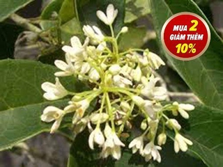 Cây mộc hương hoa thơm 0.8-1m2 đang có hoa (ảnh thật) - hàng mới về số lượng có hạn