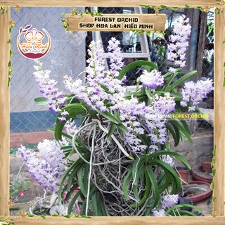 Hoa Lan Hải Yến