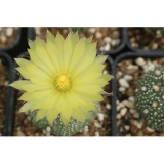 Xương rồng Aster - Hàng hạt Thái Lan