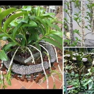 Phân bón nhật japadi chuẩn 100% (combo 15kg)