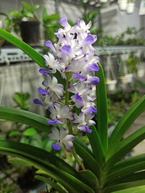 Hoa lan hải yến tím sắp hoa