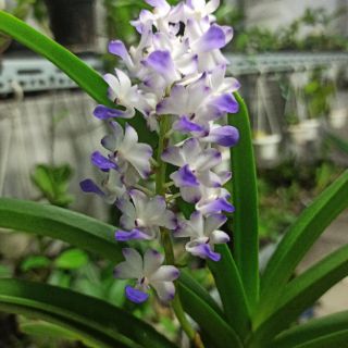 Lan hải yến lai trưởng thành sắp hoa