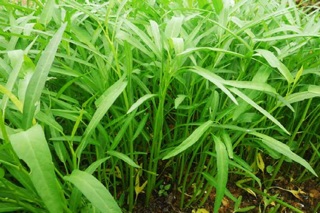 100g - Rau muống cạn