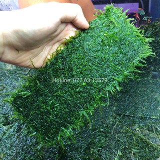 Rêu Thủy Sinh Minitaiwan - 20x8cm