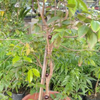 Nho thân gỗ tứ quý giống chuẩn 100%