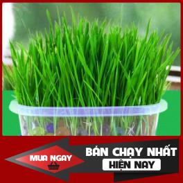Bộ kit trồng cỏ cho thú cưng , siêu nảy mầm