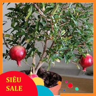 15 Hạt giống Lựu Đỏ Lùn (tặng gói kích nẩy mầm và hướng dẫn) VIETPHAT