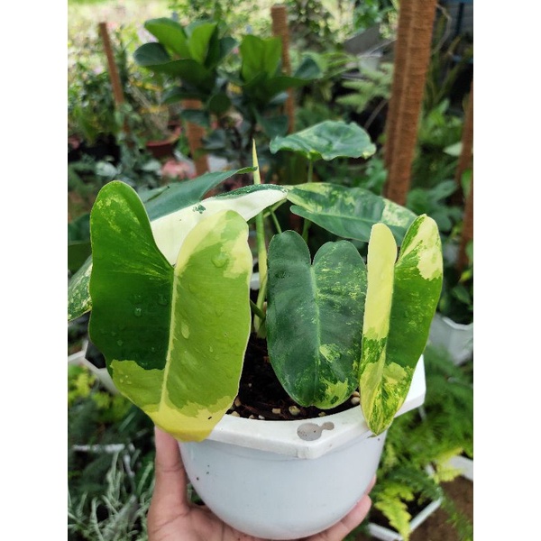 Trầu bà tỷ phú Philodendron Burle Marx var