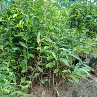 Cây vối nếp cao 1m