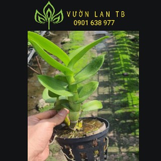 Denro hoán long cây to sắp hoa