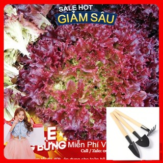 Hạt Giống Xà Lách Xoăn Tím - 200 Hạt / Gói - Tặng Kèm Bộ Dụng Cụ Trồng Cây Mini