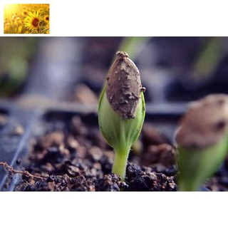 Hạt Giống Dưa Chuột Nếp Ta (30 Hạt)