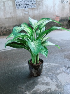 Vạn Niên Thanh Size Lớn