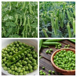 Hạt giống đậu hà lan siêu ngọt