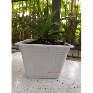 Chậu nhựa vuông trắng