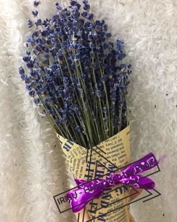 Hoa Oải Hương Lavende - Pháp