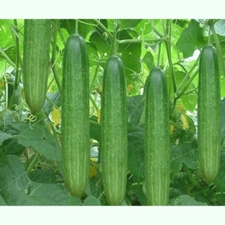 Hạt giống Dưa chuột chịu nhiệt F1 ☘️ Dưa leo F1