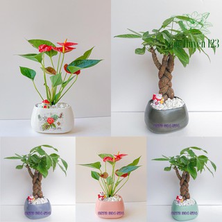 Chậu Sứ Méo Cao S1 kt 13x11x8 - Trồng Cây Để Bàn