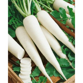 20g HẠT GIỐNG CỦ CẢI TRẮNG