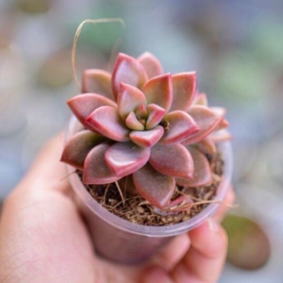 🌺 sen đá nâu đỏ size mini 👉 free ship 🌈