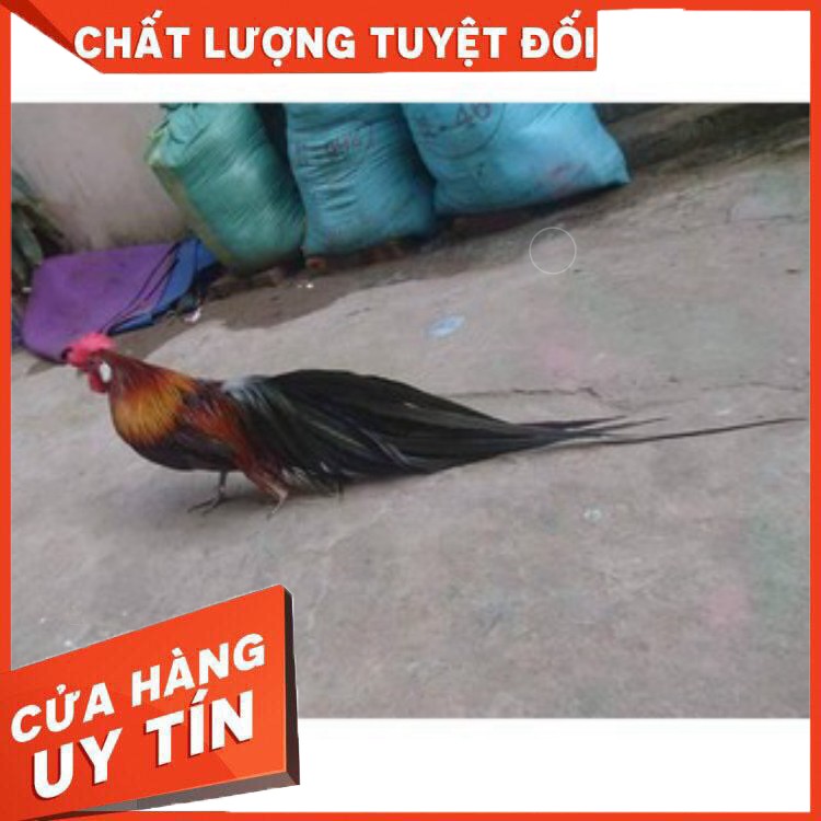 Thuốc thay lông cho gà đá 1 vĩ 10 viên-ra lông nhanh gấp 3 4 lần