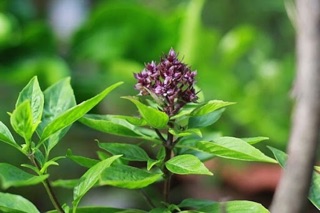 Hạt giống rau thơm quế( húng quế) - 10gram
