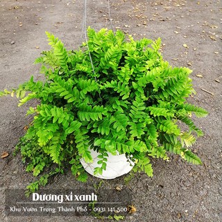 CÂY DƯƠNG XỈ XANH (lá mềm, decor rất đẹp)