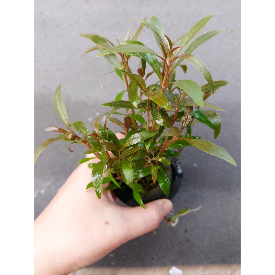 Cây thủy sinh Huyết Tâm Lan mini - lá cạn - 15 ngọn
