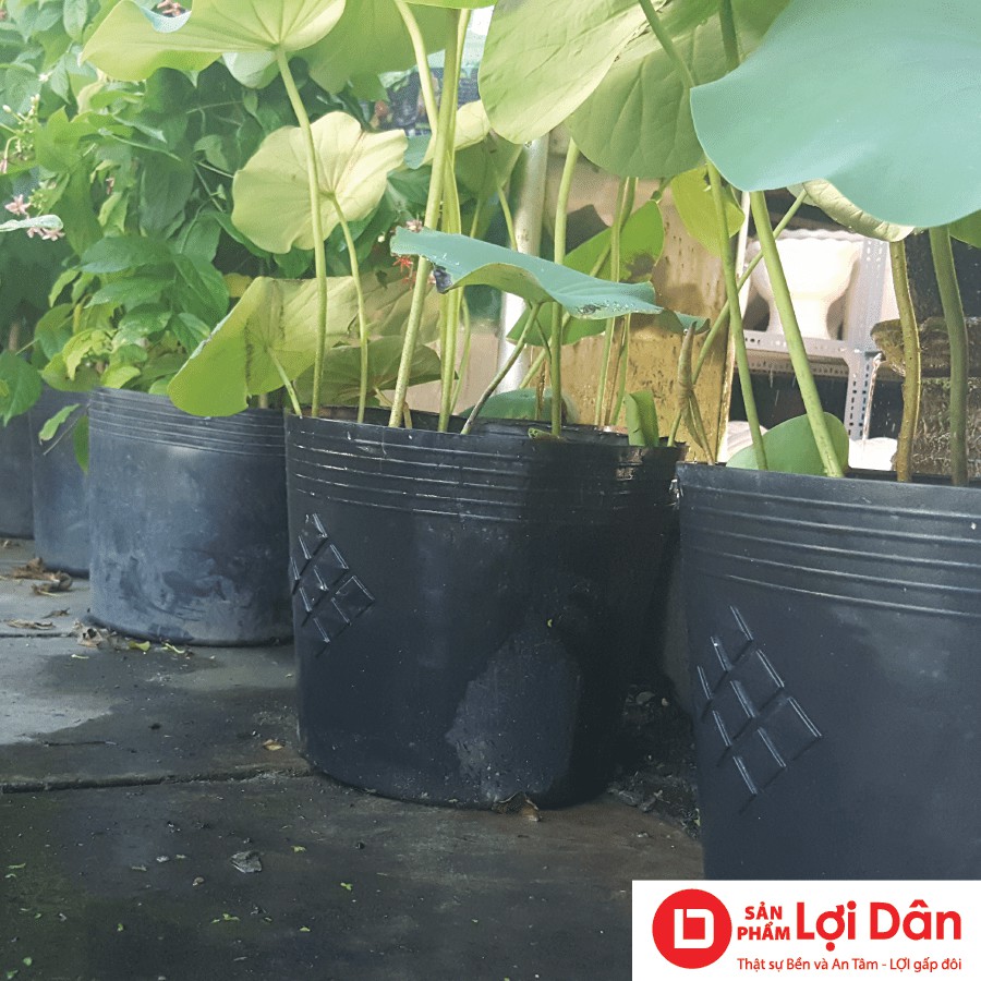 combo chậu nhựa không lỗ trồng sen, chậu không lỗ trồng súng DS6 (kích thước 36x29x29 cm)