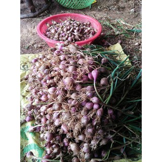 1kg TỎI 1 NHÁNH ĐIỆN BIÊN